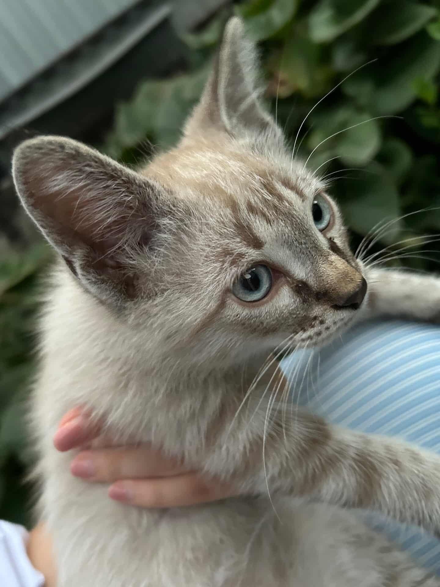 Котята бесплатно