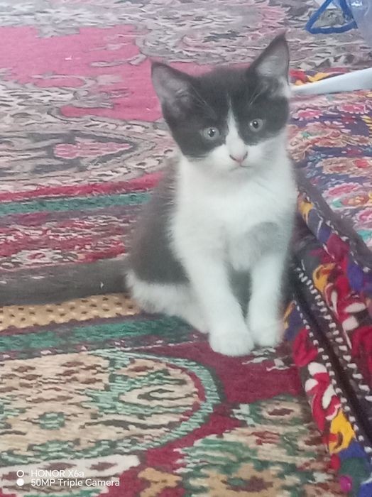 Hasiyaga beriladi