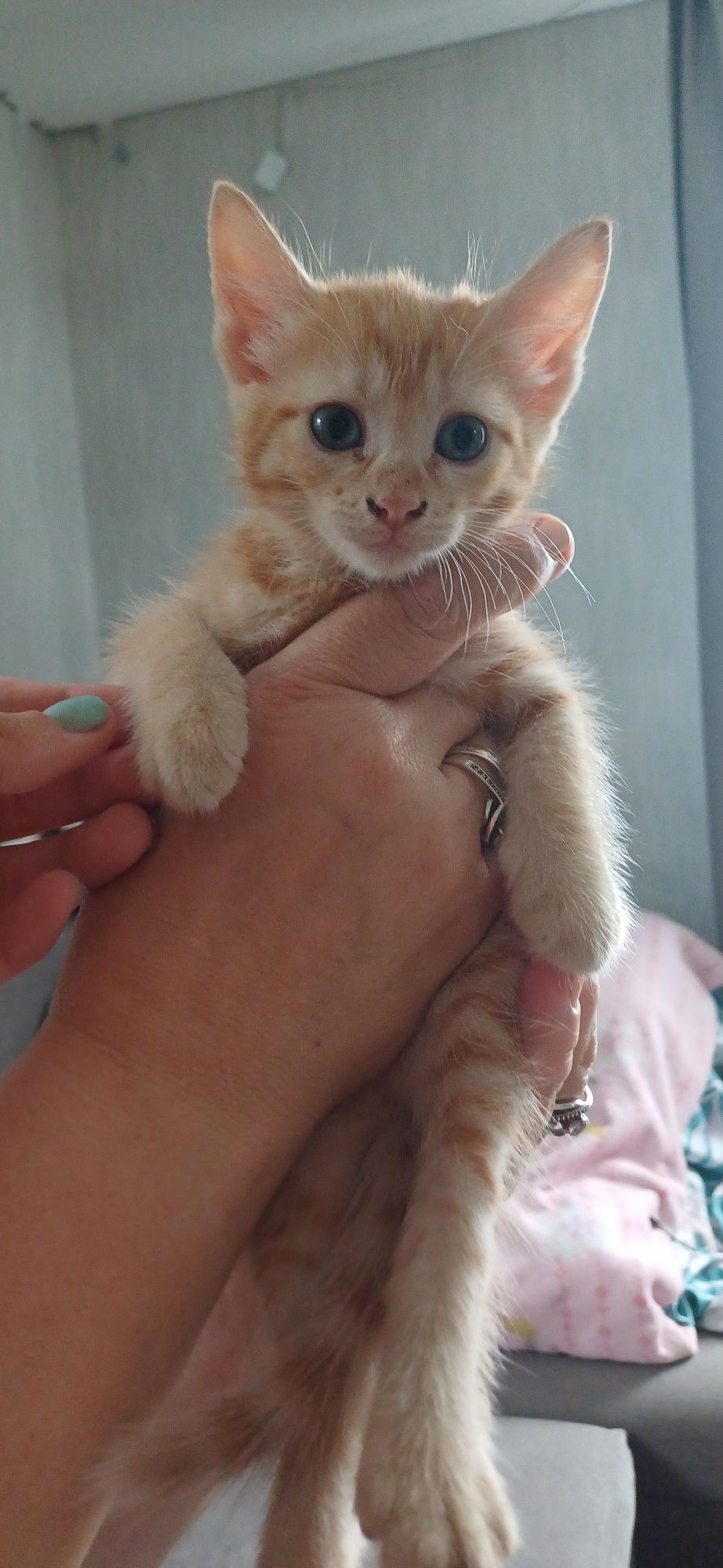 Отдам красивых котят