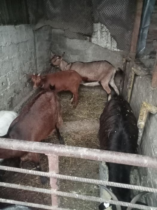 Vând sau schimb cu cereale porumb grâu