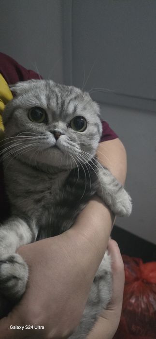 Әдемі мысық жақсы қарайтын отбасы алып кетсе болады.