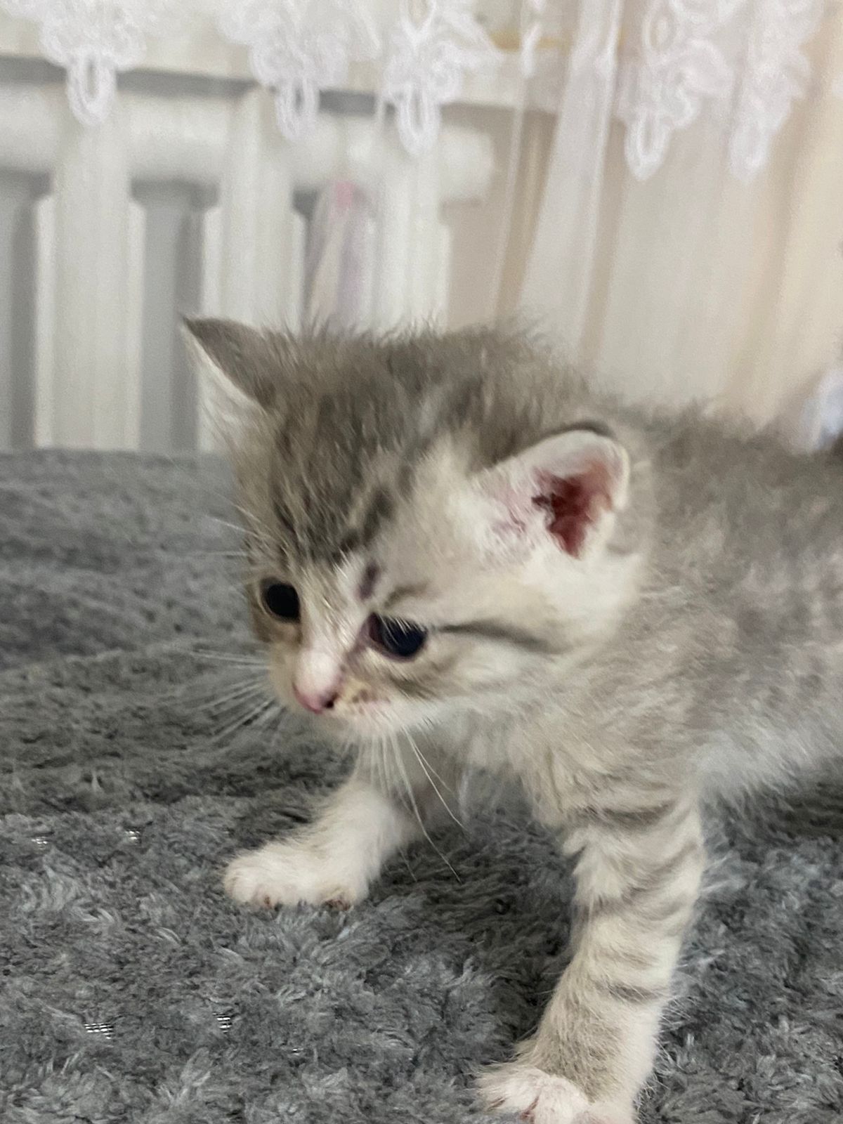 котенеи шотланские