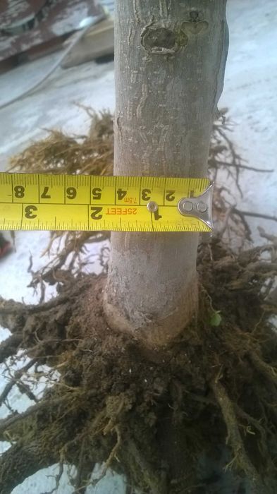 Paulownia puiet hibrid