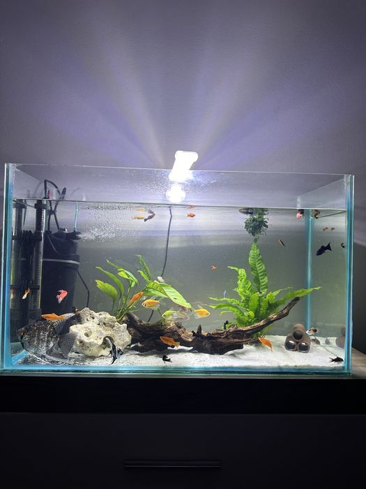 Acvariu 90 litri echipat complet.
