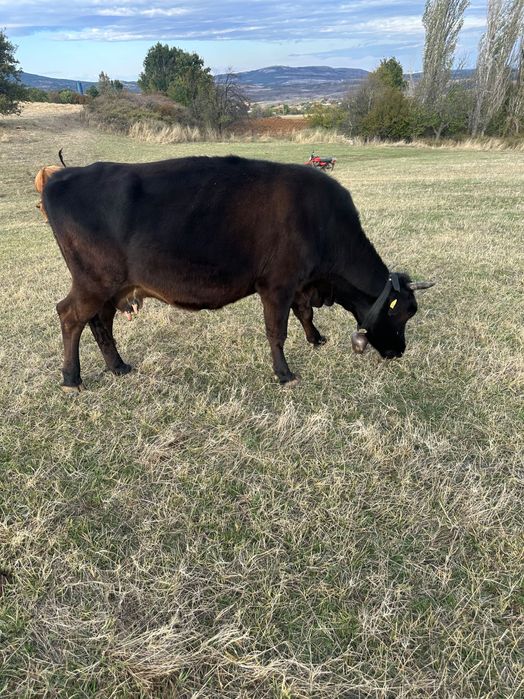 Свободни животни обл Хасково