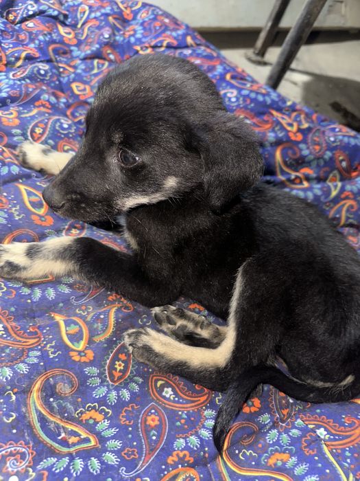 Отдам щенка в добрые руки