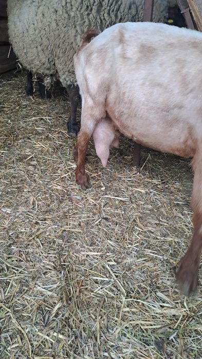 Schimb capre/iede cu oi