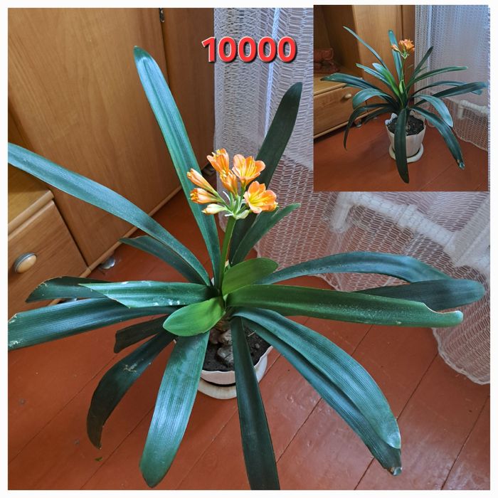 Комнатные  цветы