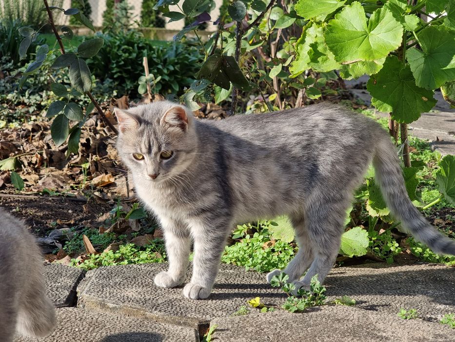 Подарявам котенца на 5 месеца