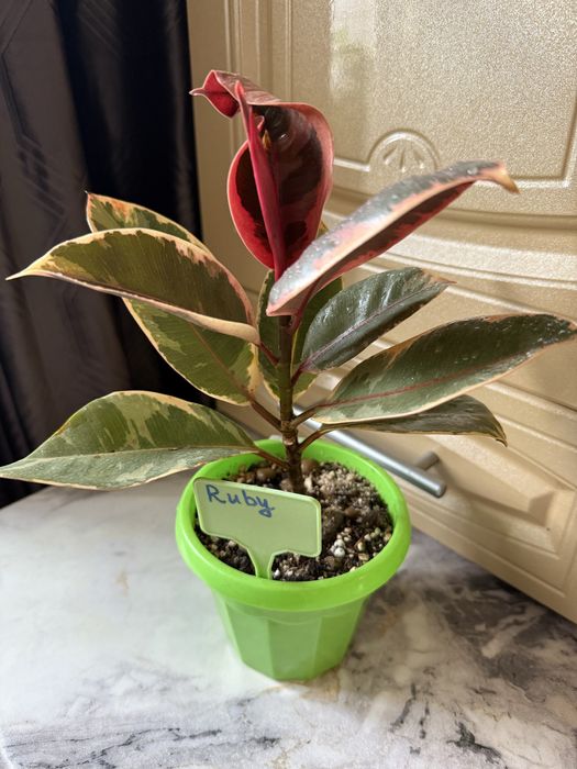 Фикус Руби   Продам
