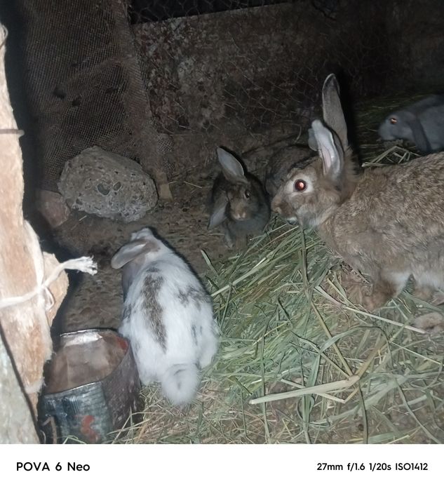 Quyonlar bor sotiladi 7ta bolasi bilan