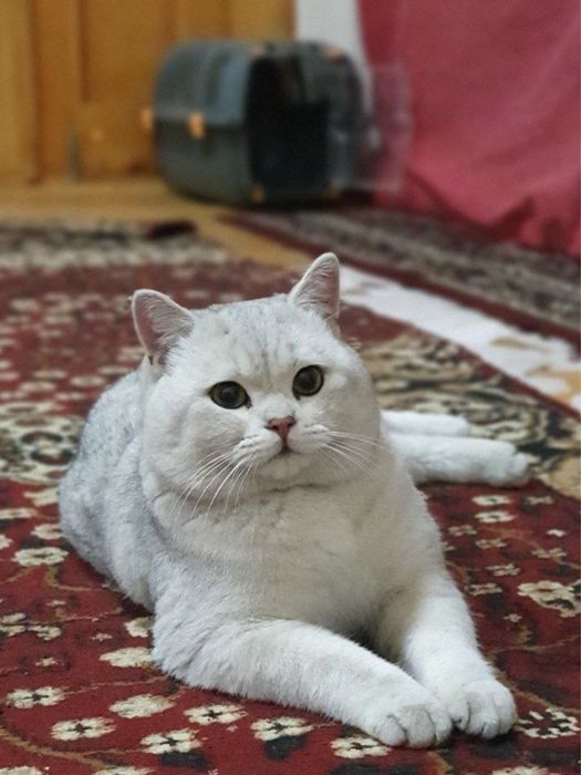 vyzka uchun mujik mushuk