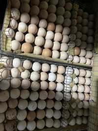 Яйцо инкубационное домашних , цветных кур .