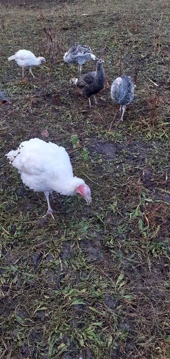 Curci de casă de vânzare