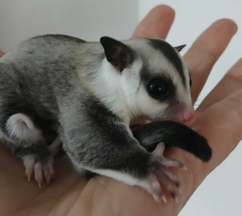 захарна катеричка, торбеста летяша катерица