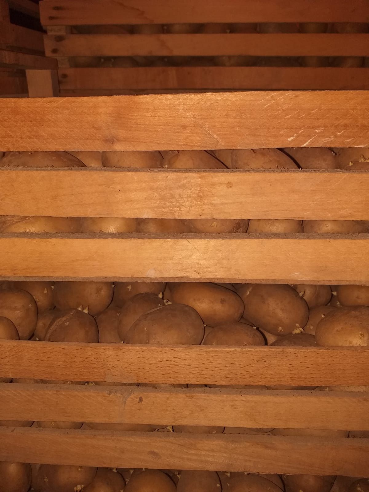 Lădițe pt încolțit cartofi din lemn