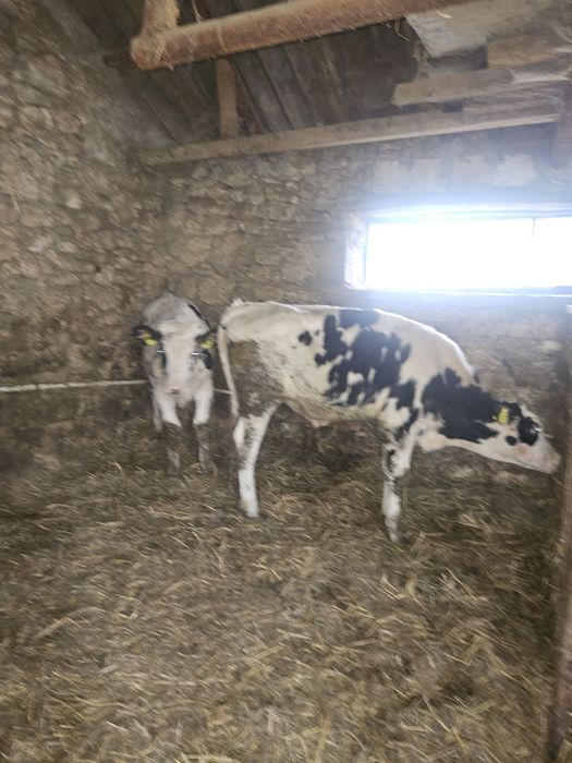 Taurași de vânzare