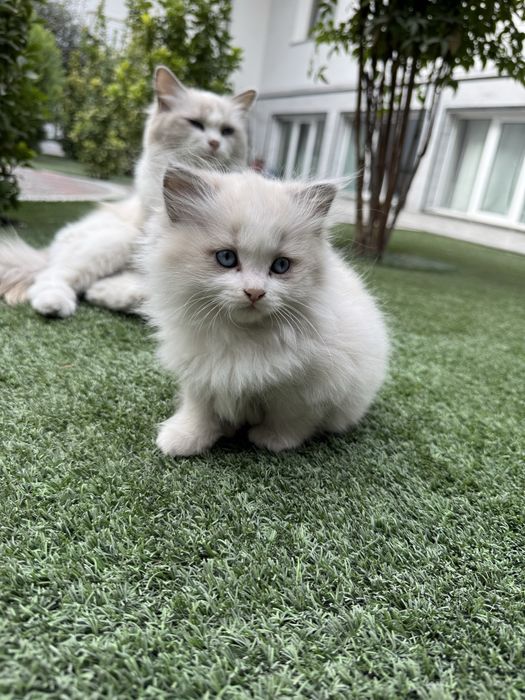 рэгдолл кошка 1 месяцев