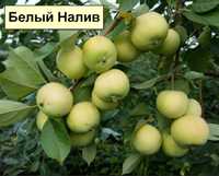 Саженцы яблони Белый налив в Алматы.