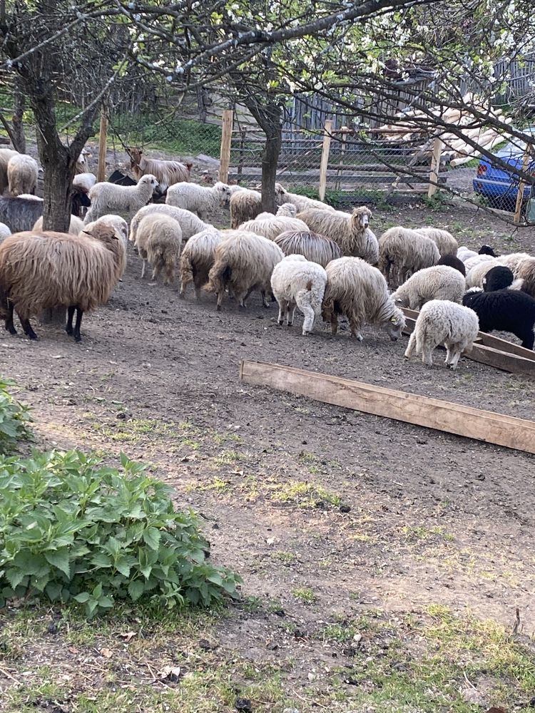 Miei pt pasti cerscuti organic !