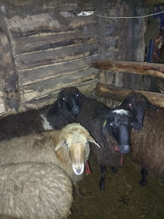 9 кой 1 козы 60000 мын нан