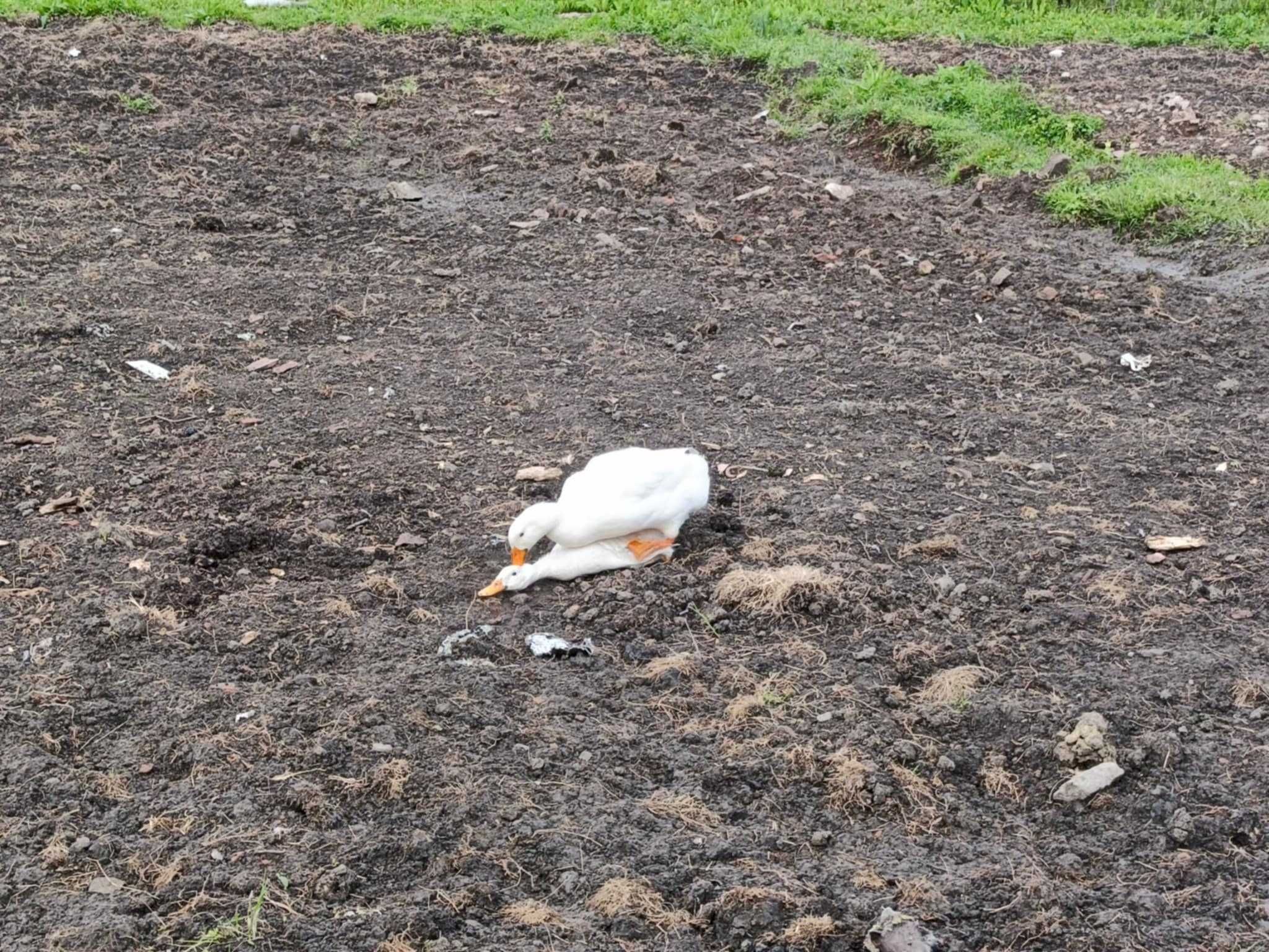 oua de incubat rate Pekin