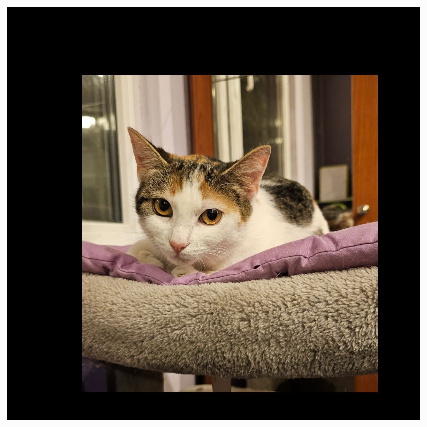 Adoptie pui pisica calico sterilizata Adelina Pestrița