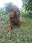 Van catel Teckel Dachshund