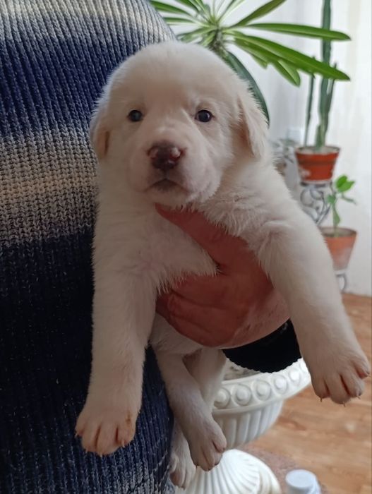 Продаются щенки азиатского Алабая