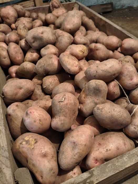 Продам картофель 2000тг за ведро
