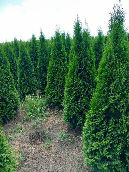 Tuia smarald verde persil asigur transport plantat