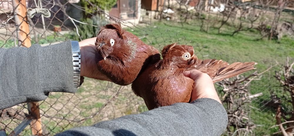 Гълъби с два качула