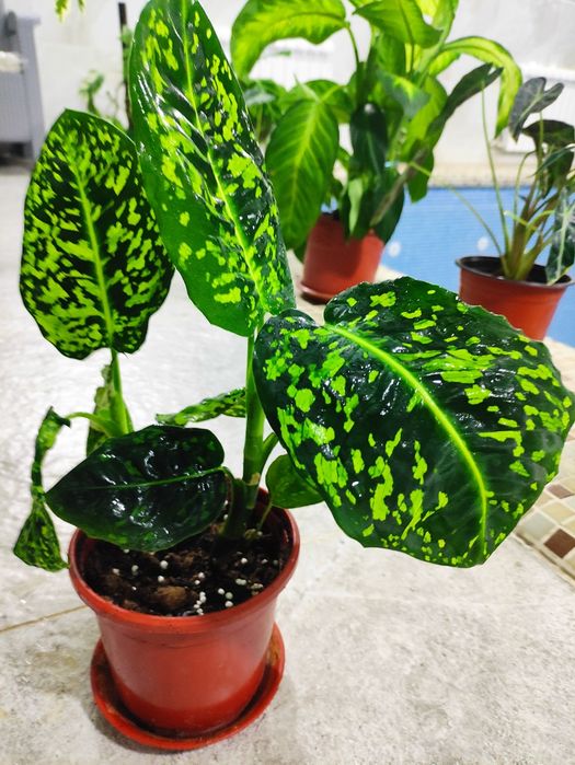 Дифенбахия рефлектор шикарный цвет электро