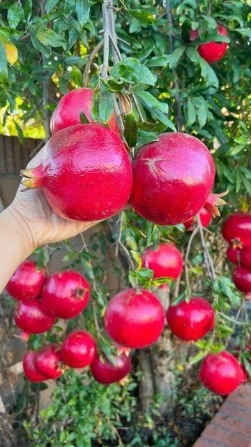 Rodie Melo Dolce la ghiveci anul 4