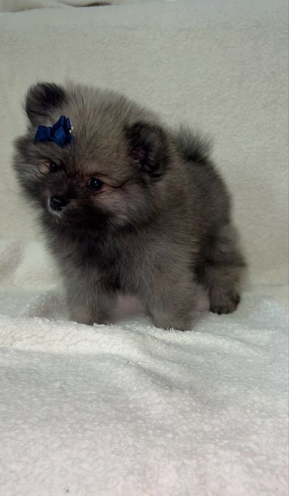 Baietel Pomeranian disponibil