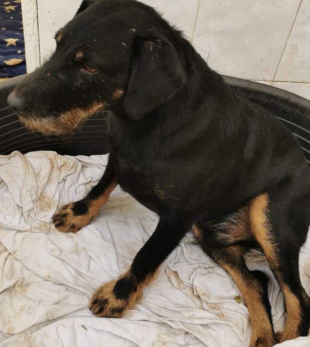 Jagdterrier pentru adopție