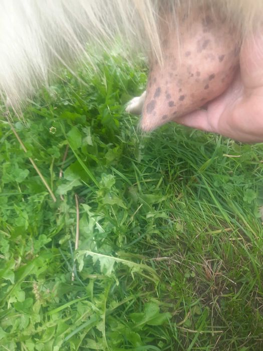 Animalele domestice capre