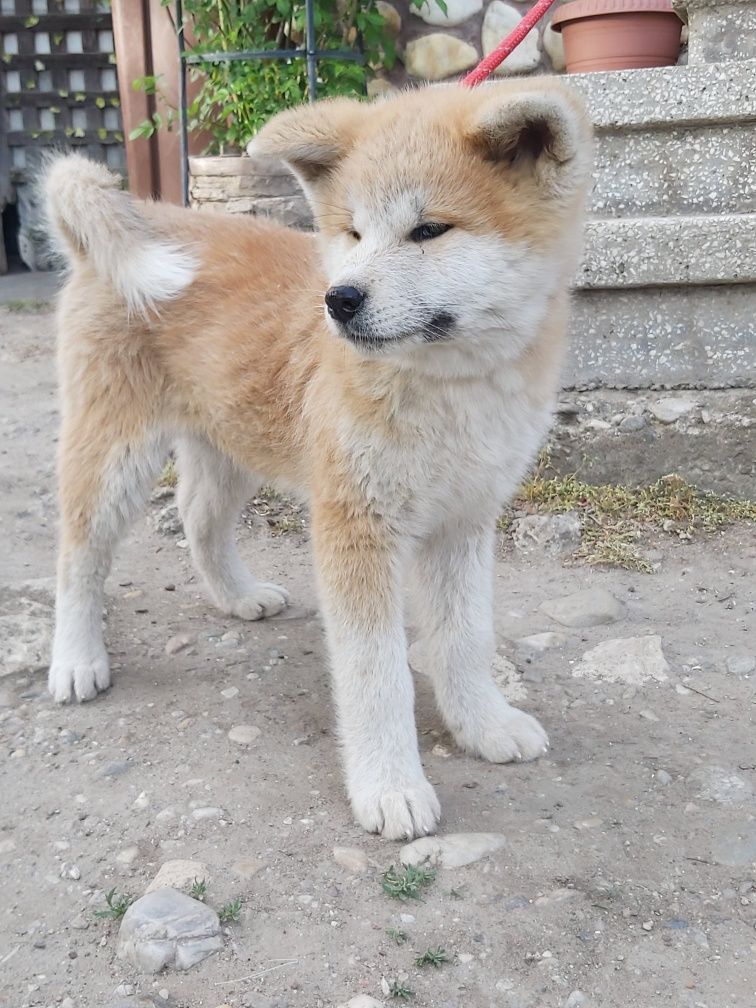 Femelă Akita Inu Japonez