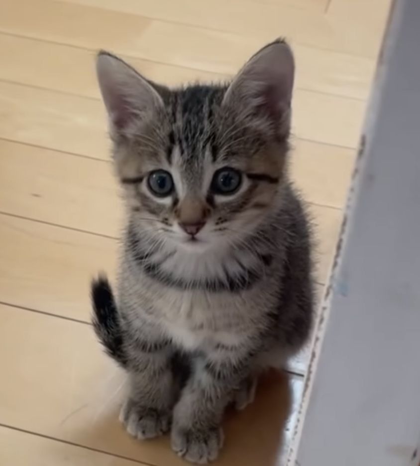 American Shorthair