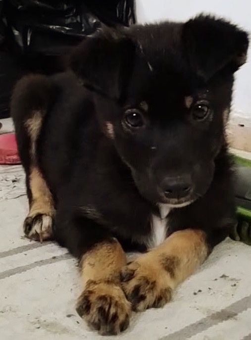 Metis ciobanesc german pui