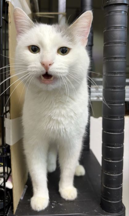 Добрый мальчик ищет самый лучший дом