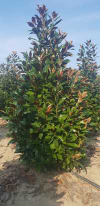 Magnolia grandiflora tufa și copac