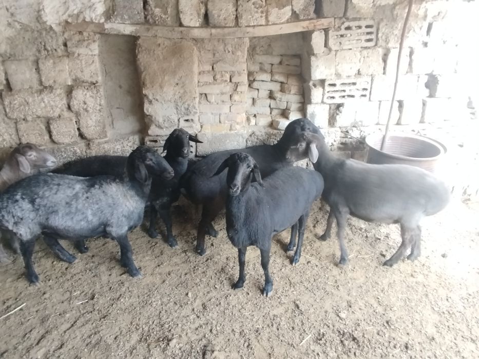 qŏy va tuğmagan bara, yaxshi boqilgan, va zotgayam bõladi, sifati alo!