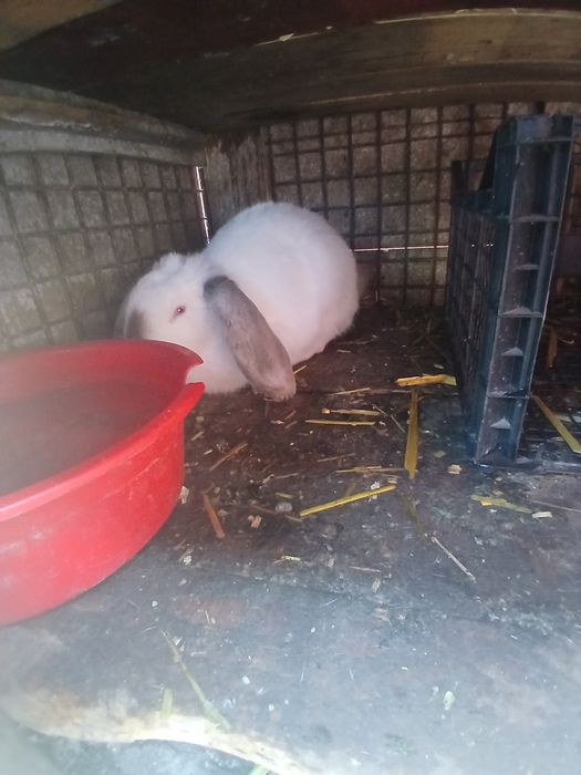 Schimb pereche berbec german pe gaini și rate