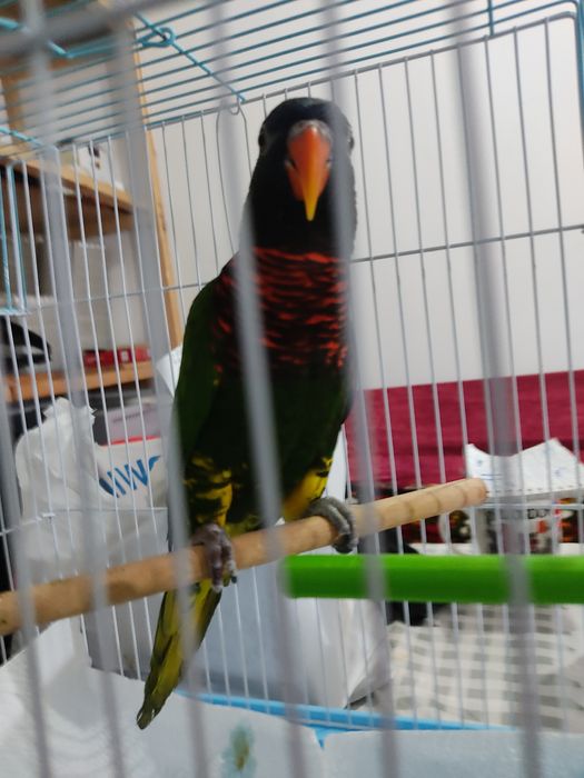 Попугай Лорикет. Продам