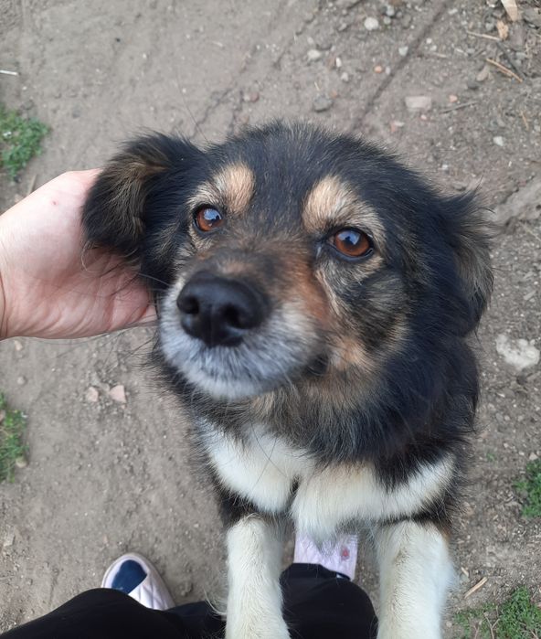 Dau spre adopție cățea