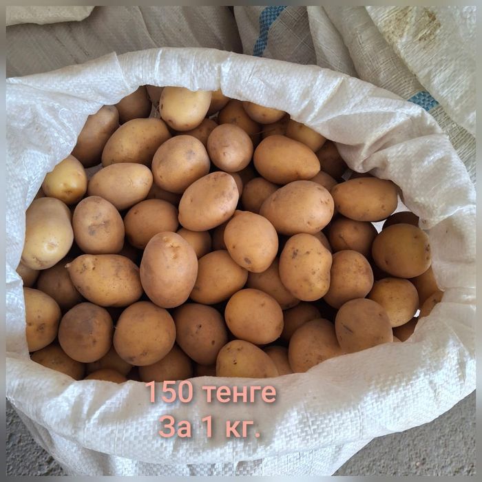 Продается свежая картошка урожай 2025 год.