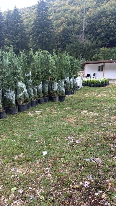 Leylandi 100 lei 230 cm