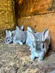 Vand iepuri rex pitic chinchilla