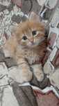 American shorthair orange